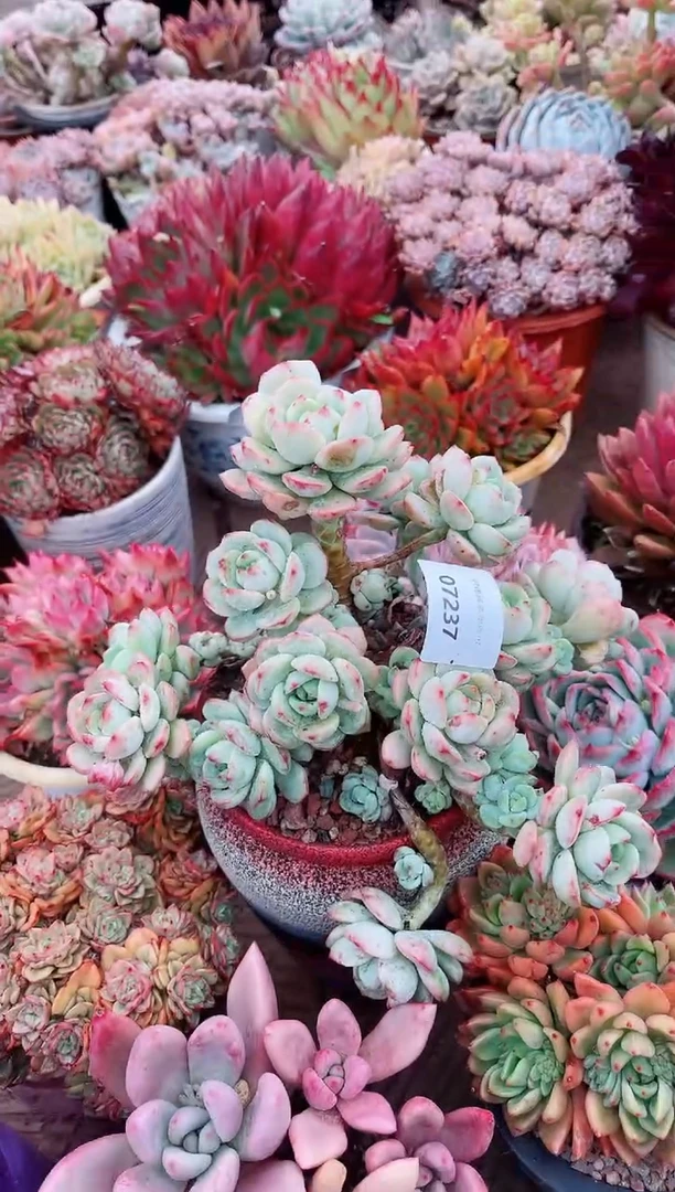 【闪购商品】07237