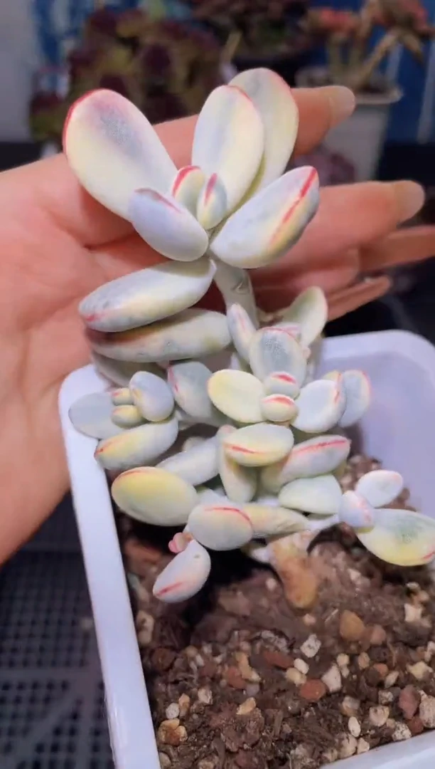 【闪购商品】243乒乓福娘锦