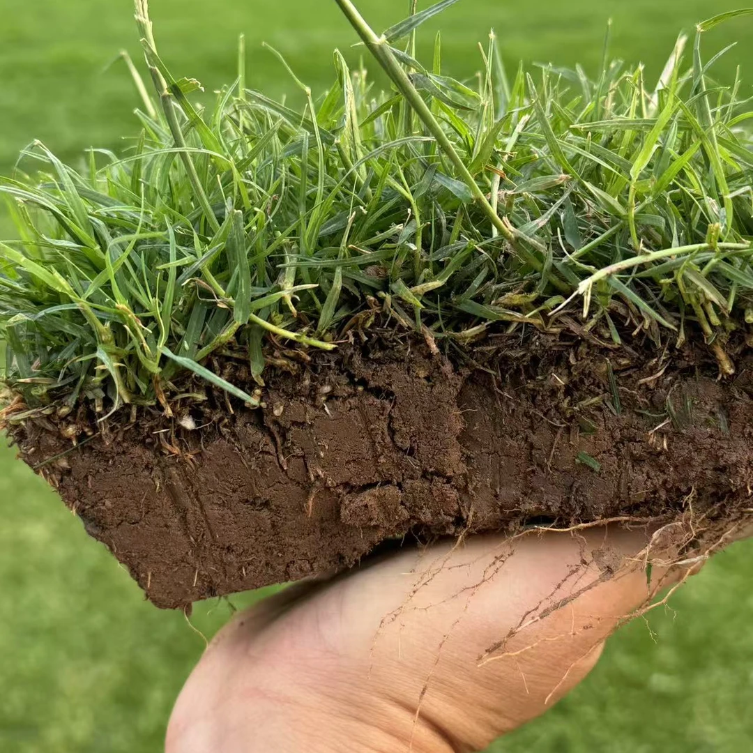 百萌摩纳哥矮生狗牙根草坪草皮 耐热耐旱