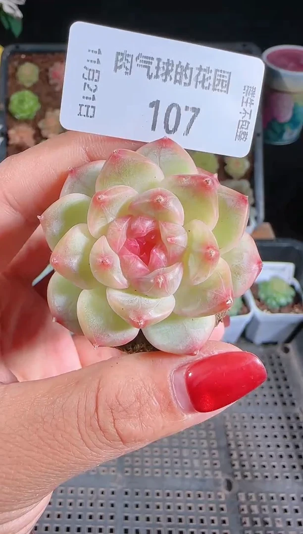 1121-107群生不包整