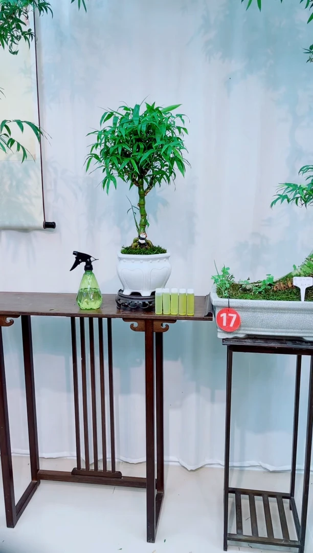 无花朵竹子盆景竹子盆景