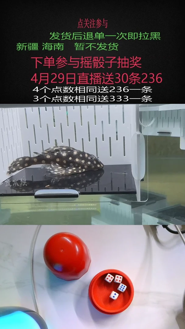 清道夫不包入缸损57