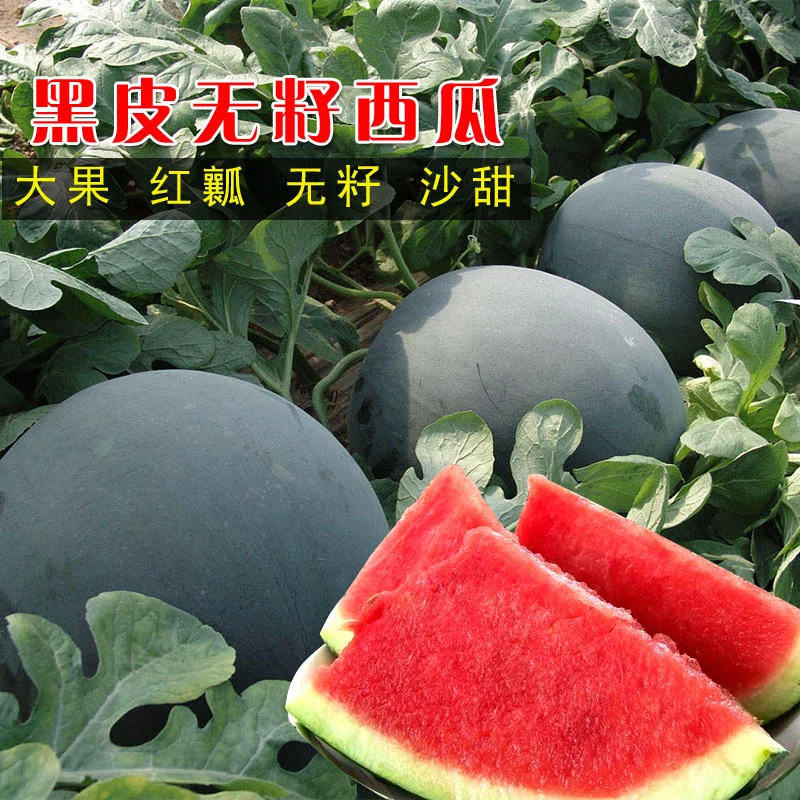 【黑皮无籽西瓜种子】四季种植家庭阳台盆栽地栽