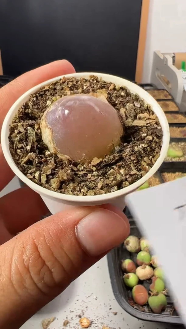 一物一拍             带盆发   984