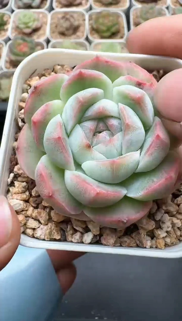 741C云禹多肉植物 带盆土纸巾打包 3颗包邮