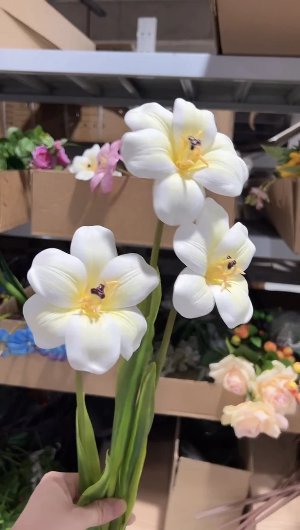 3枝白色布朗尼郁金香
