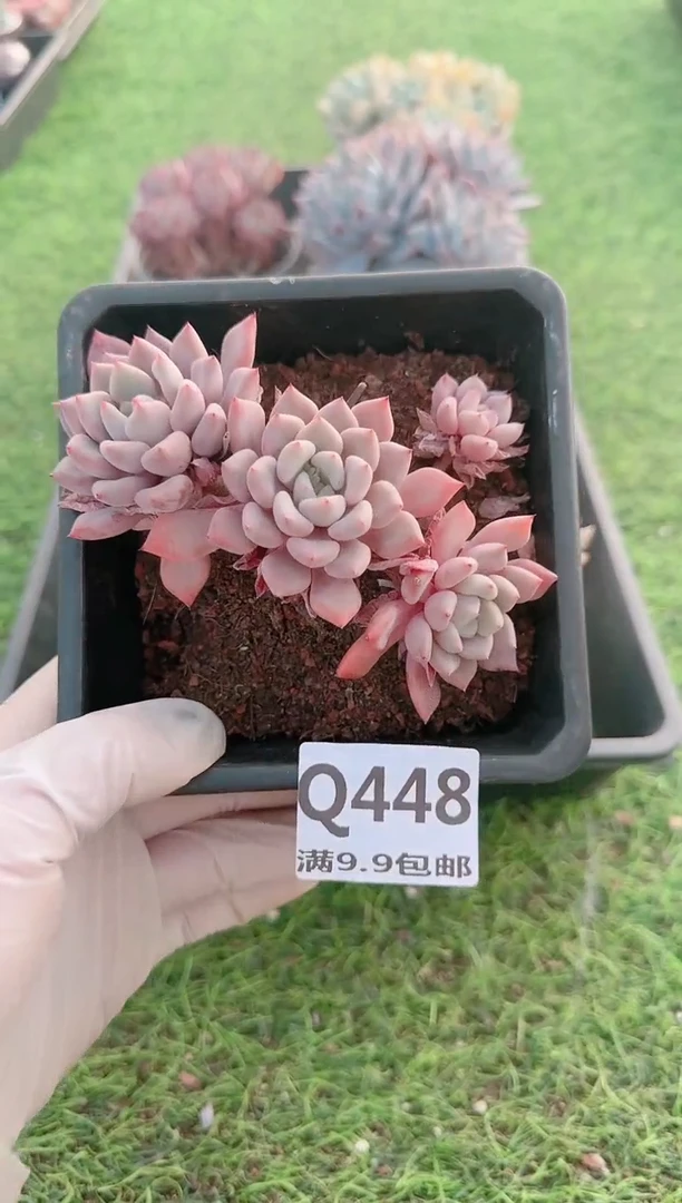 【闪购商品】梦会多肉一物一拍