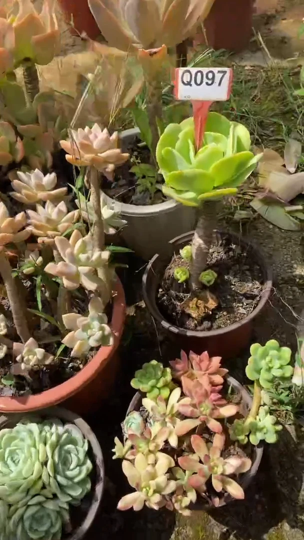 Q097多肉组合默认脱土发货