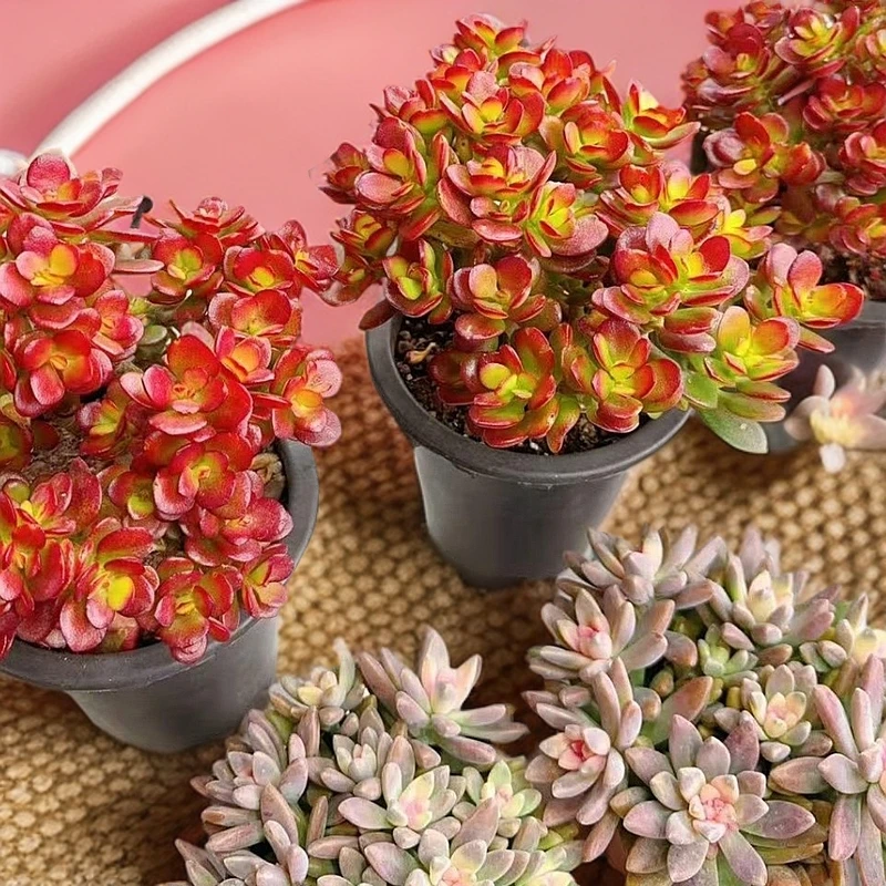 精品多肉综合链接（2单包邮）新手好养云南昆明发货精品多肉绿植