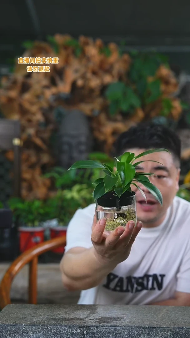 当前无花栽培后可以开花绿公主金钻094+