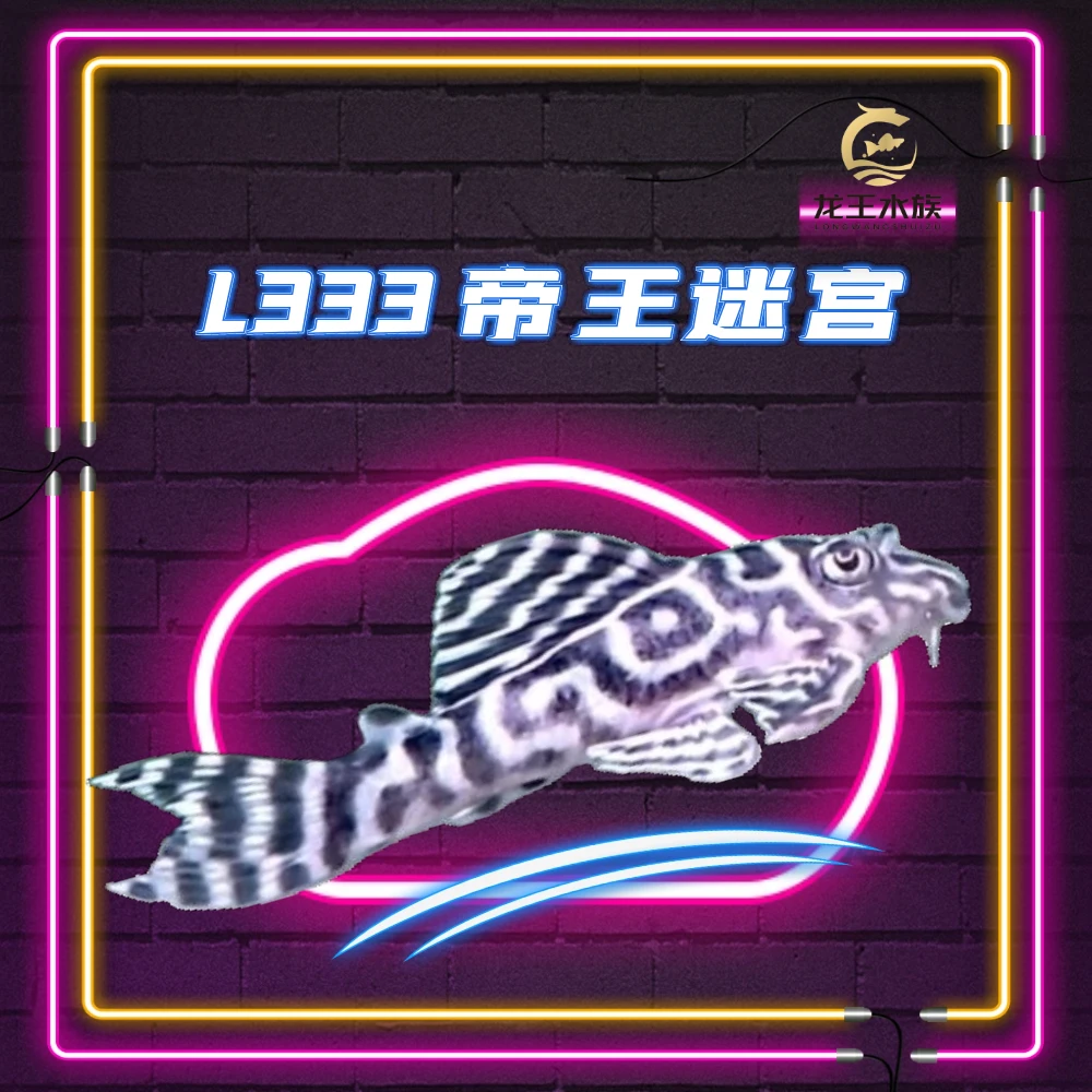 热带观赏鱼L333帝王迷宫异型鱼小鱼南美观赏鱼
