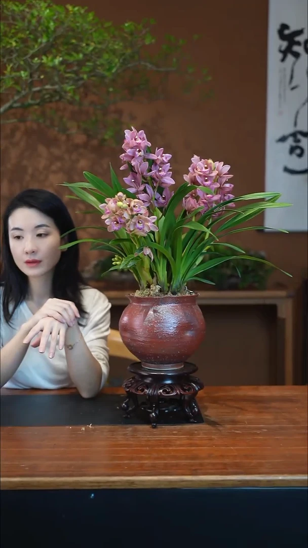 全部花朵宝贝盆景盆景盆景