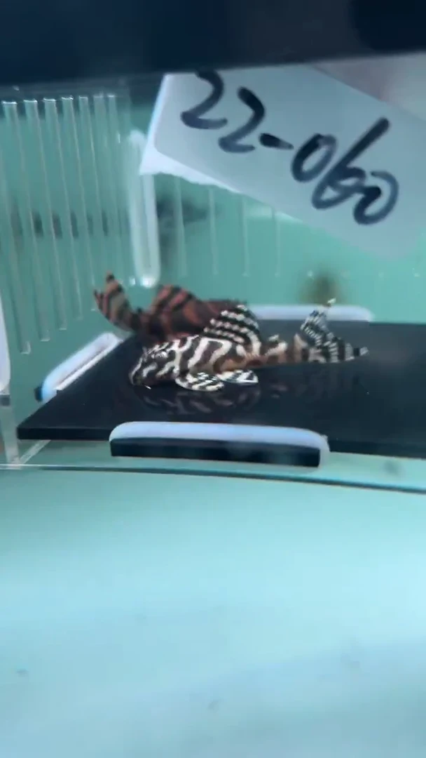 清道夫鱼J**k22-060 A236 1条