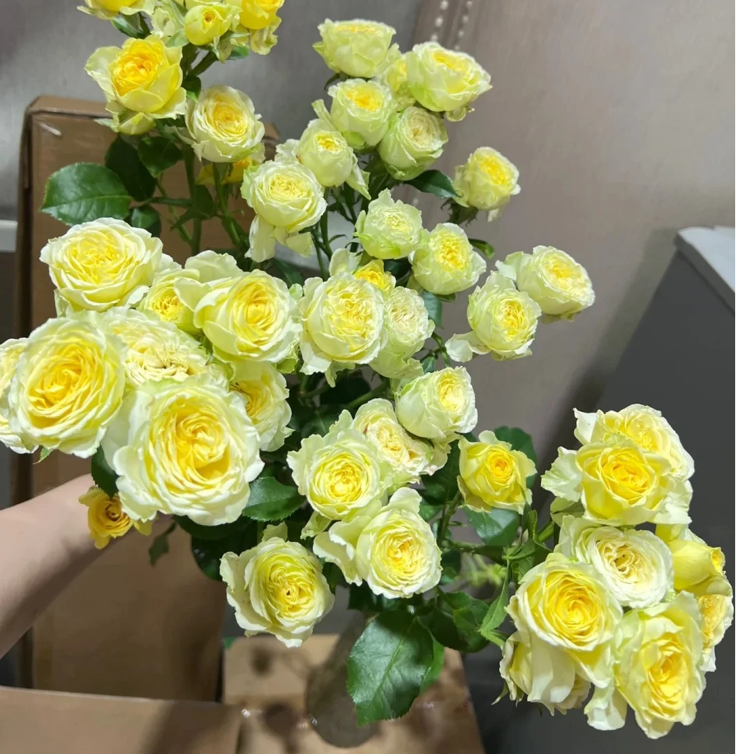 牛油果，多头玫瑰，1单冷链包邮，2单升级顺丰冷链，远的发德邦