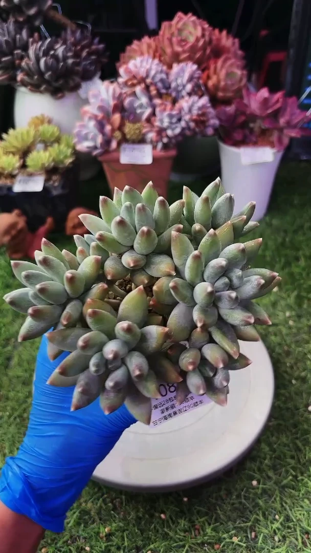 昆明印象多肉10838