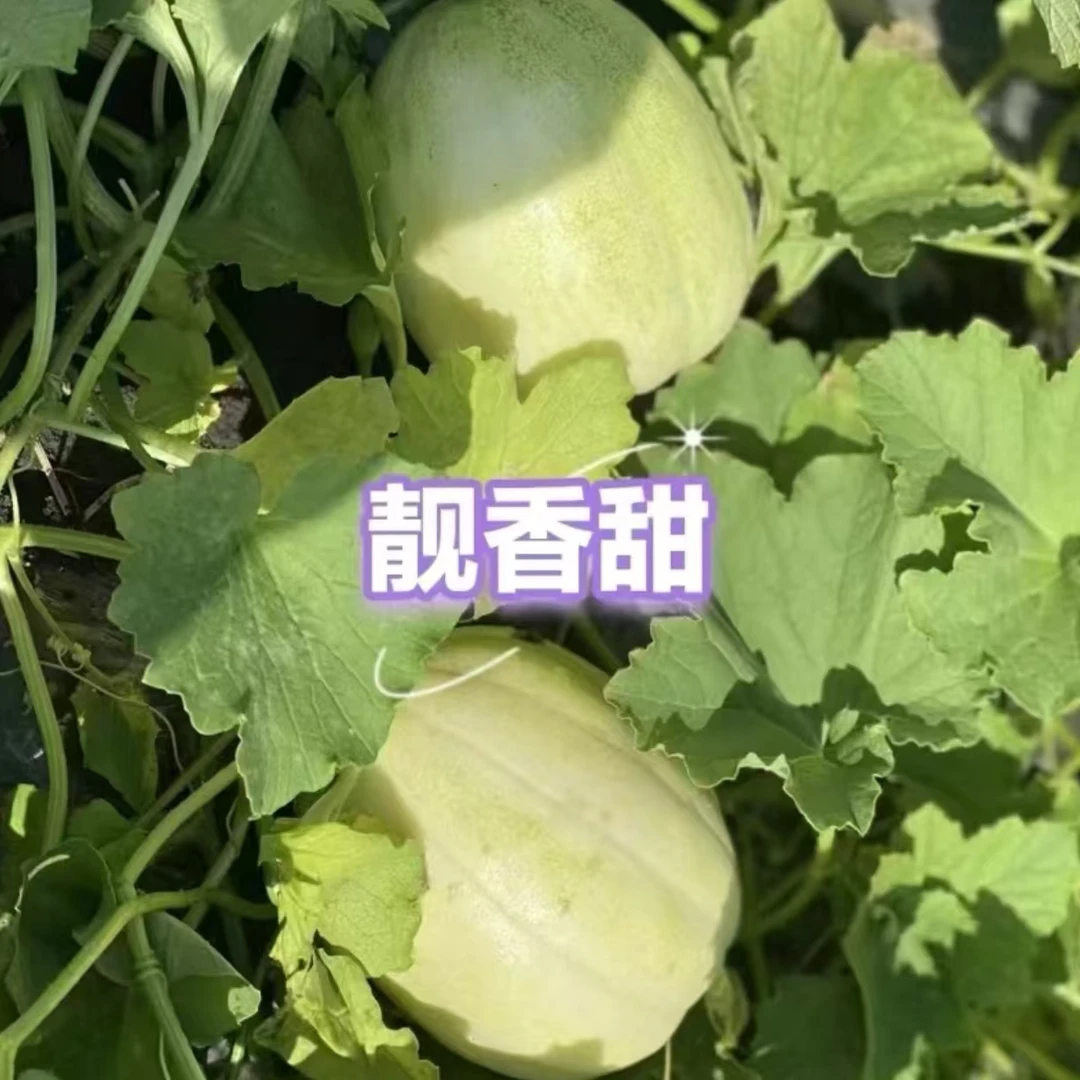 蜜罐甜瓜种子阳台盆栽庭院种植