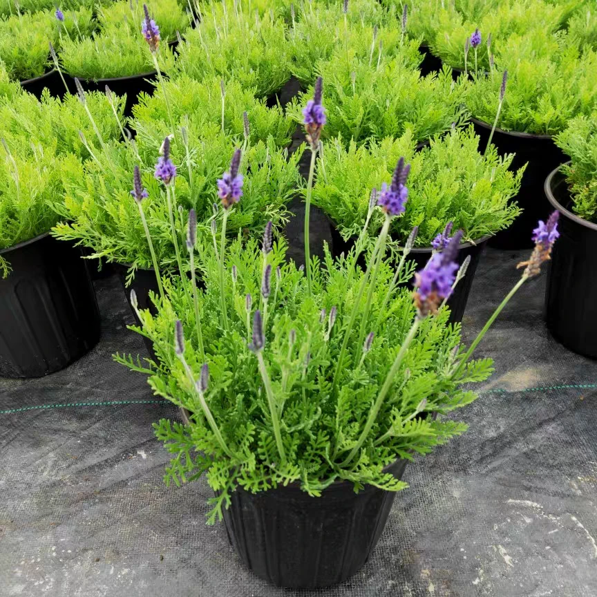 薰衣草盆栽四季开花阳台庭院香草植物室内外好养