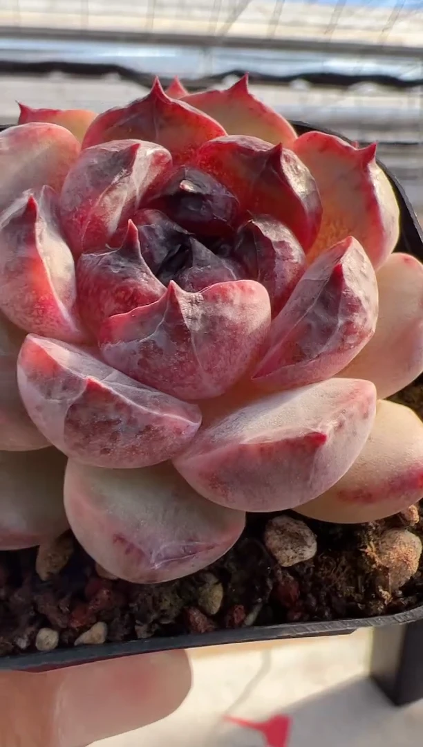 【闪购商品】东云新81