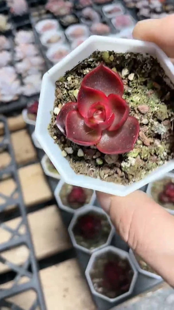 【闪购商品】八角红灯多肉