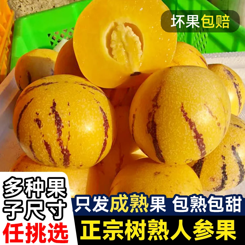 【巨无霸果】云南人参果树上熟人参果黄肉果圆新鲜爆汁