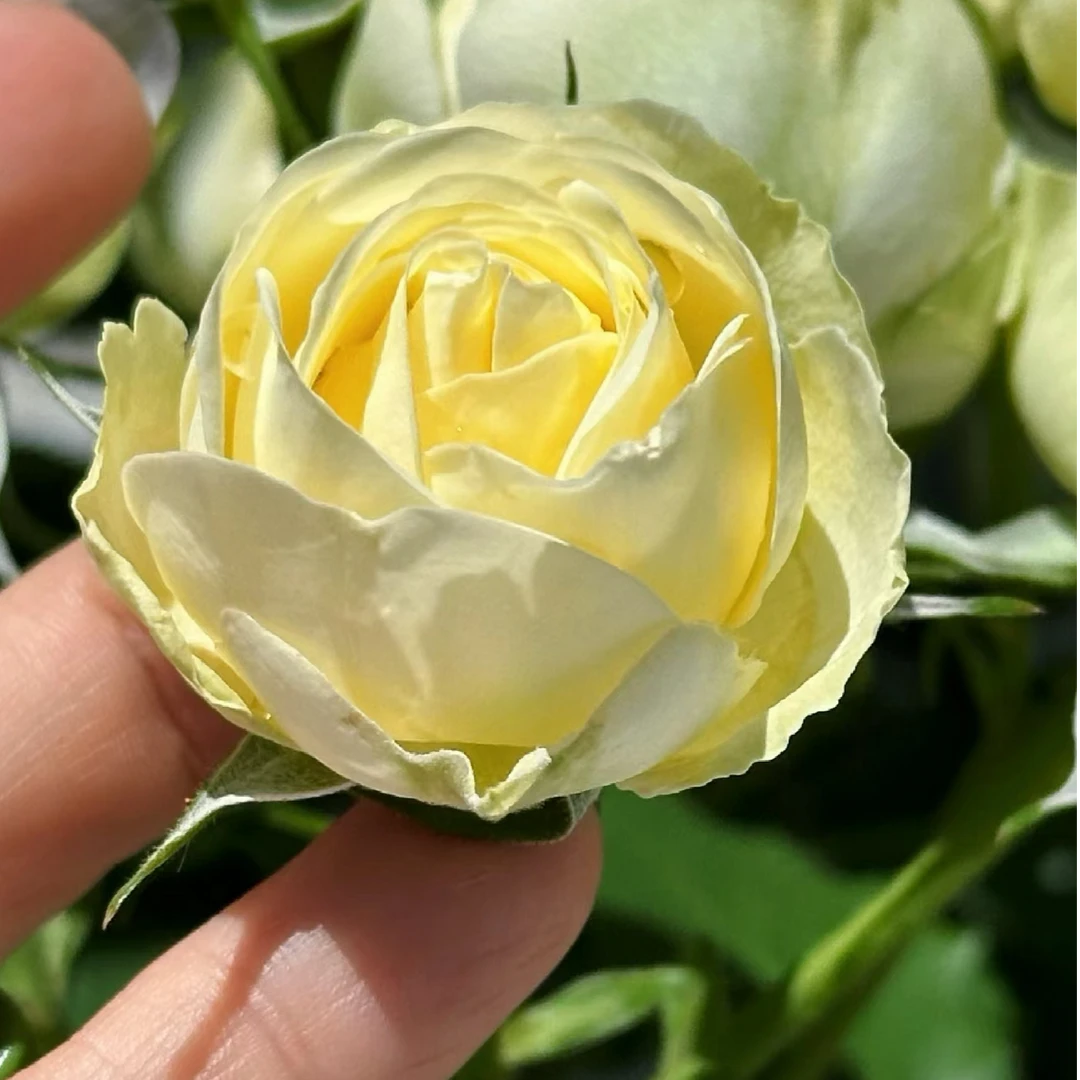 宜然园艺奶油龙沙宝石1加仑灌木花苗月季多季节复花丰花勤花