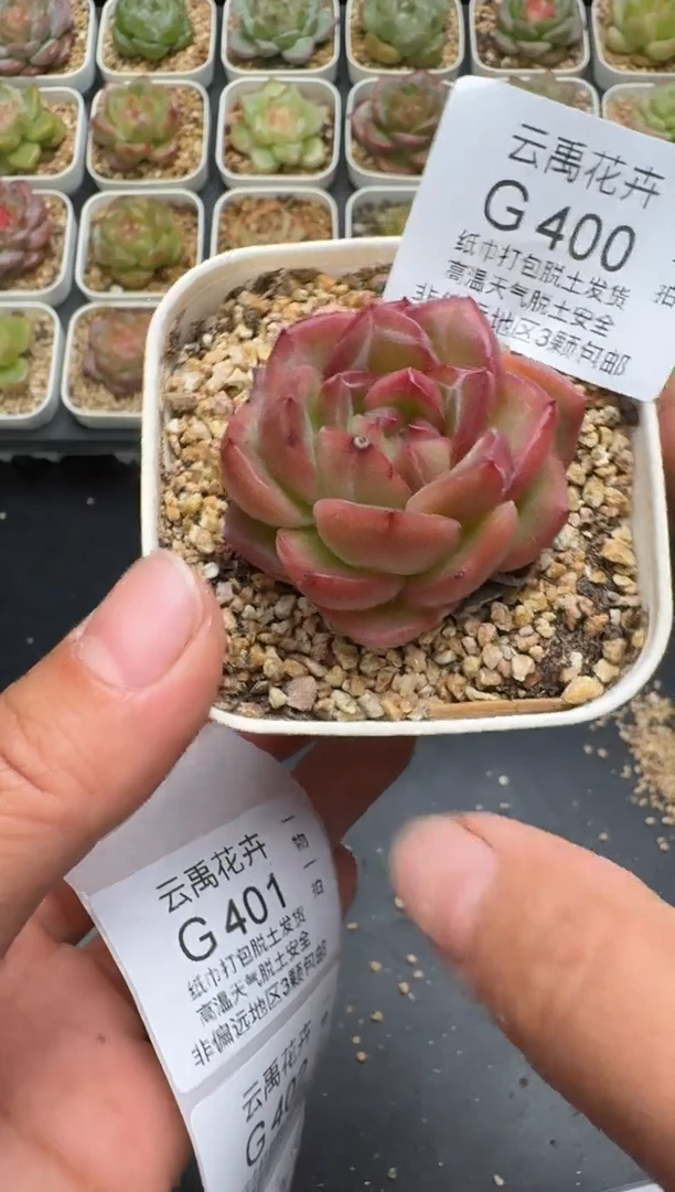 400G云禹多肉植物 脱土纸巾打包 3颗包邮