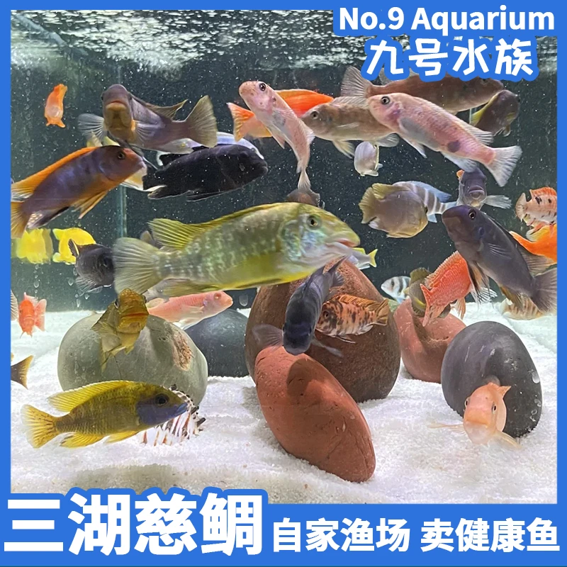 【直播套餐】三湖慈鲷淡水马鲷热带观赏鱼蓝阿里龙血火焰耐活好养