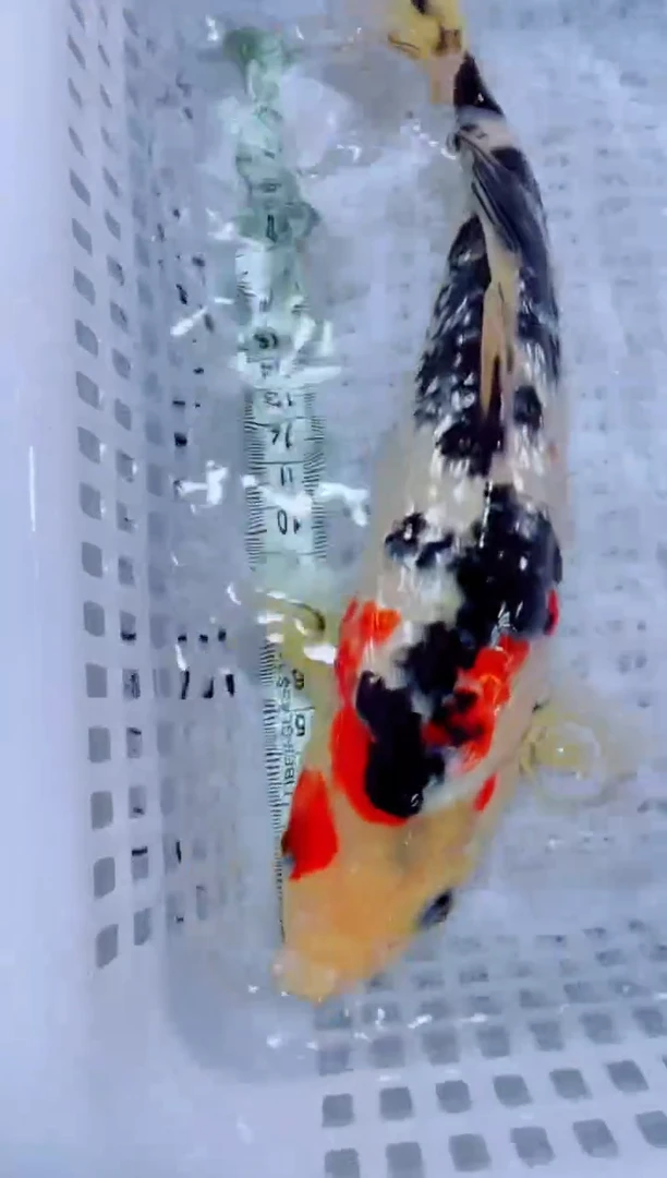 锦鲤血统锦鲤全场包邮4