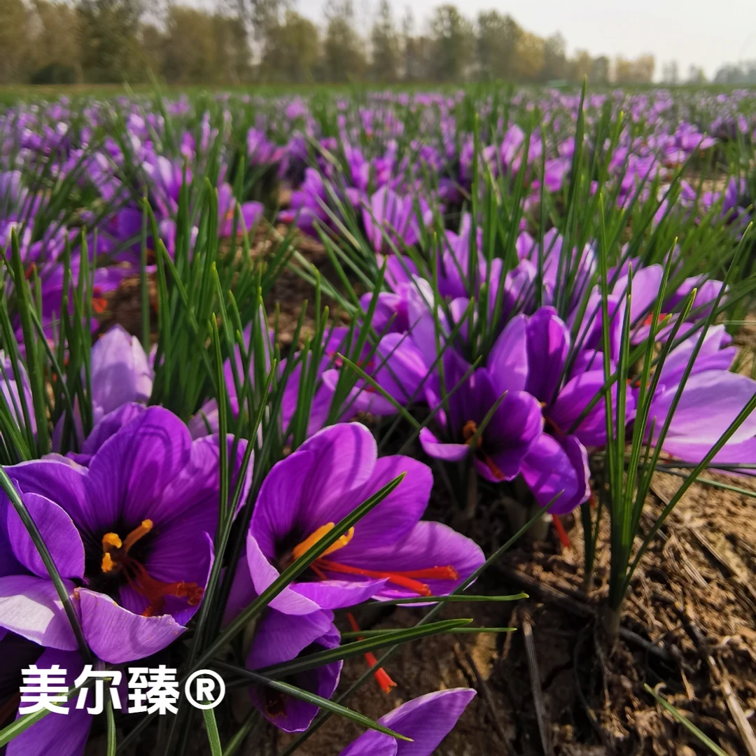 带芽正宗藏红花种球四季种植室内阳台庭院花卉植物耐寒盆栽