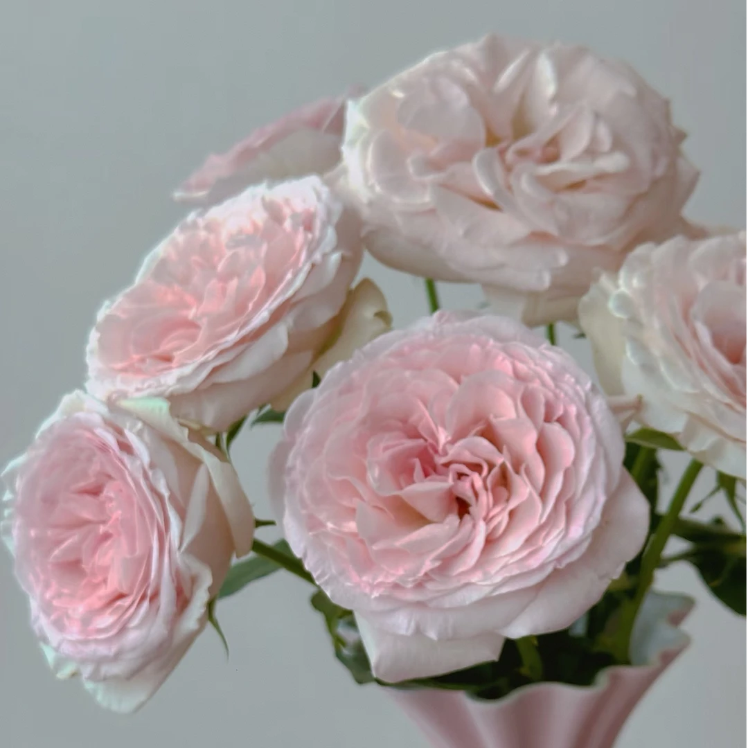 【独鬏鬏优选】A级 [伊莎贝拉]  单头玫瑰 淡香温柔治愈 顺丰配送