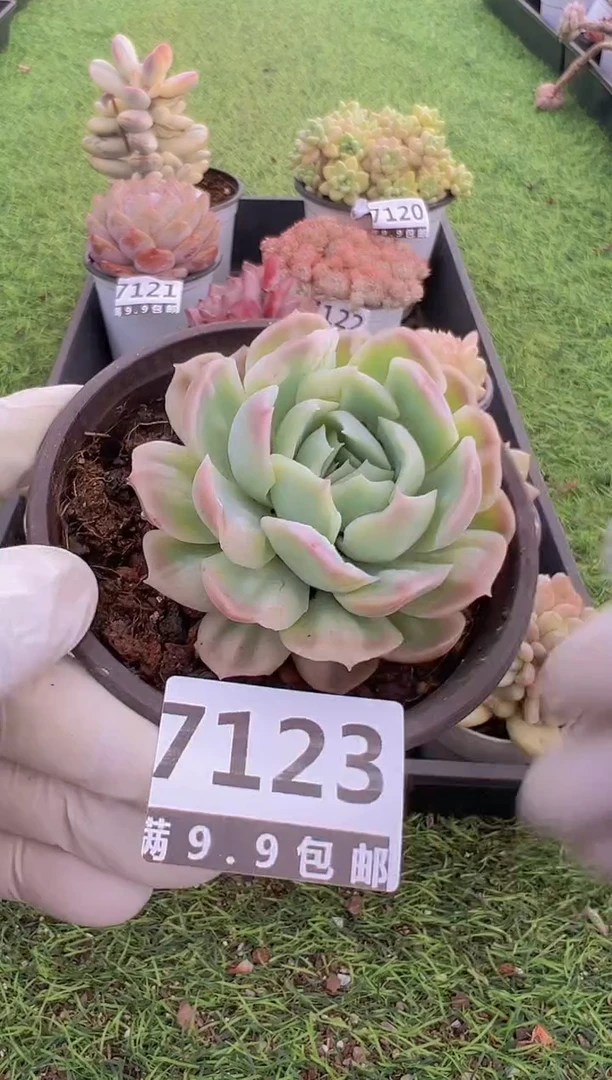 【闪购商品】信福多肉一物一拍