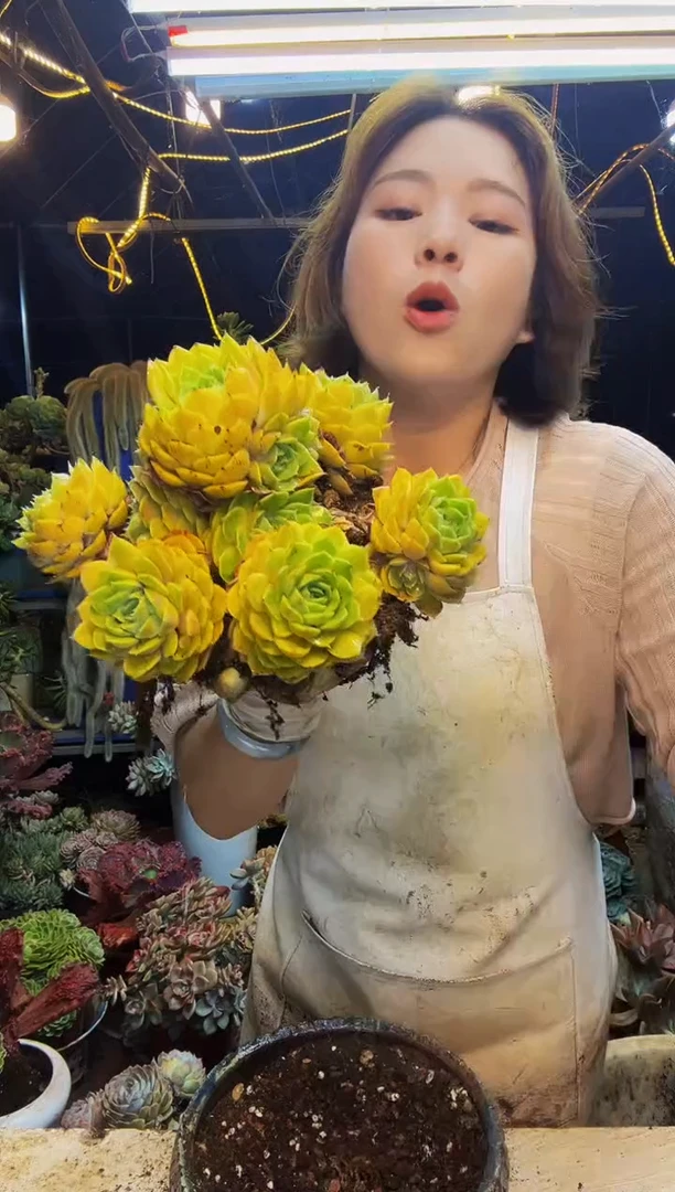 黄金昂斯诺脱土包邮