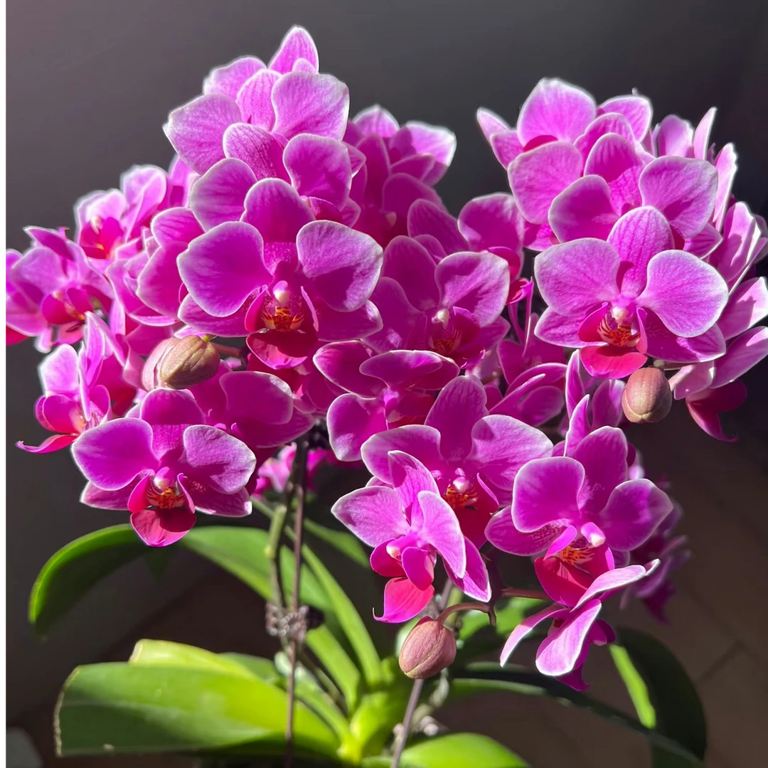 爆花机器2花剑起能开200多【馨香公主】花量超大蝴蝶兰新手好养