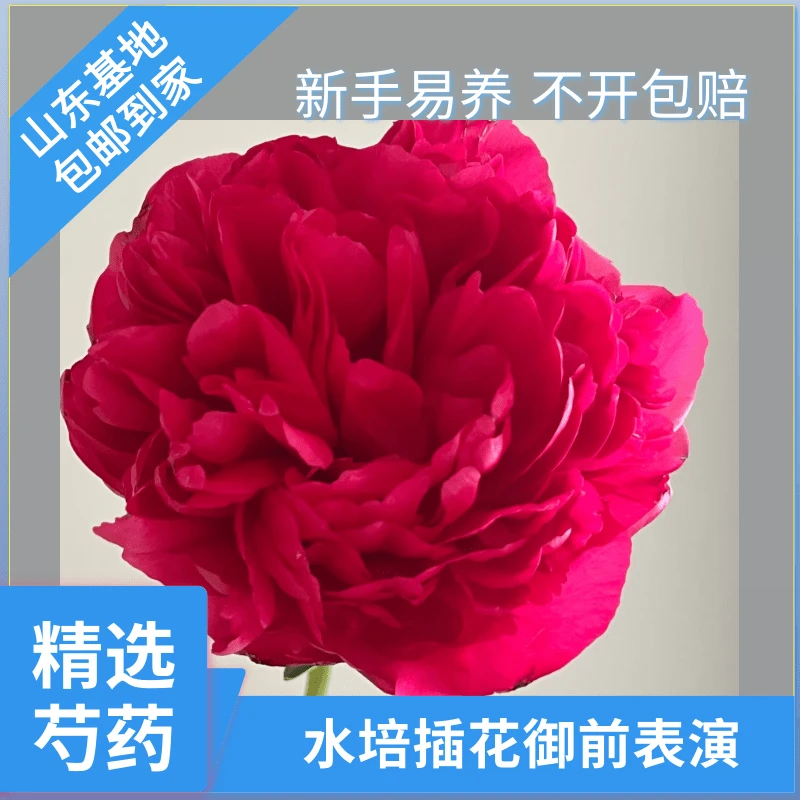 精选【御前表演】芍药鲜切花母亲节过生日节日花山东基地鲜切现发