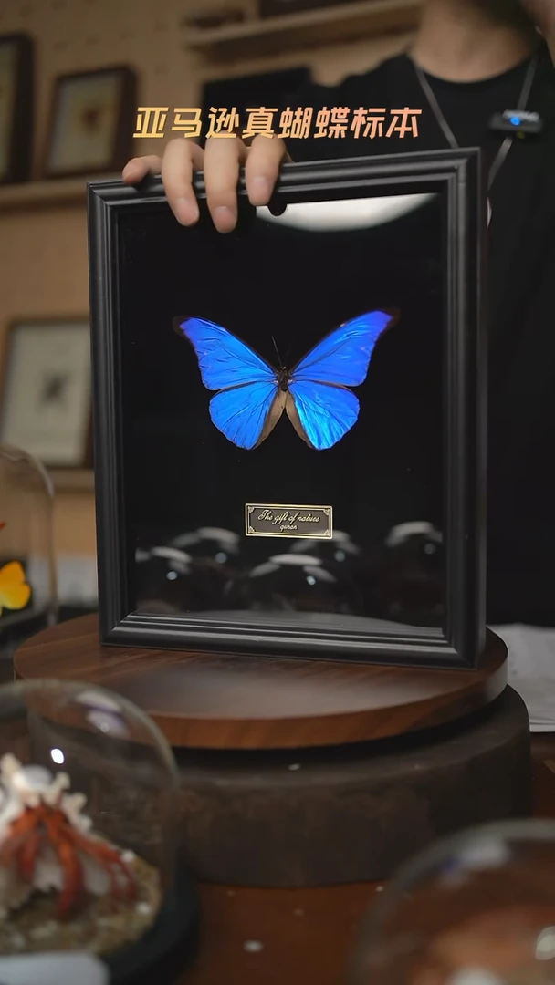 尖翅蓝闪蝶标本A95