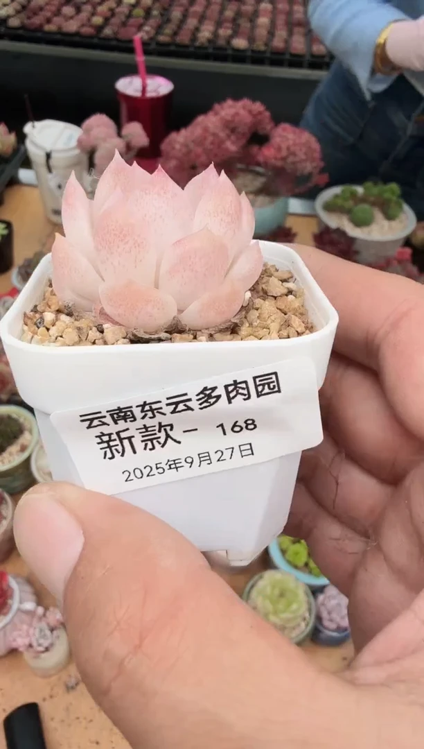 东云多肉园新款-168