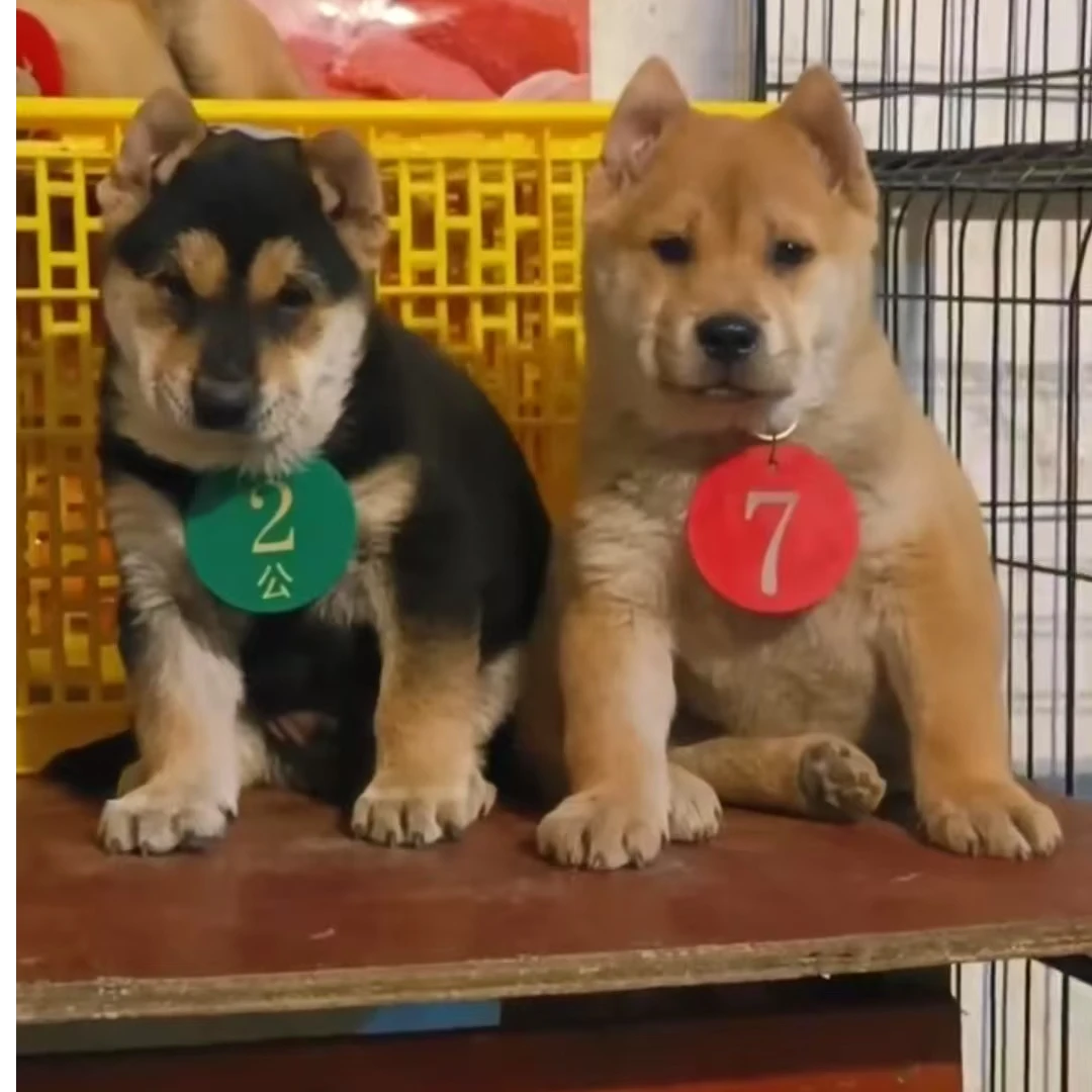 （方吧中华田园犬）T狗狗活体