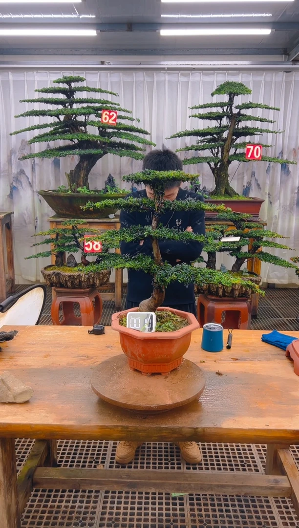 无花朵精品盆景直播间一物一拍