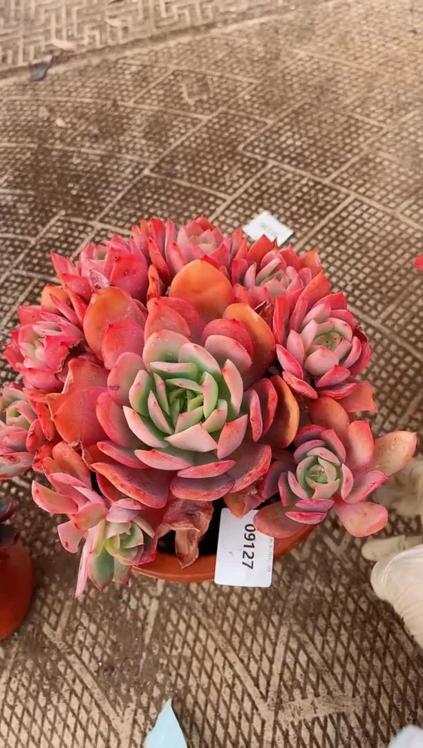 【闪购商品】09127