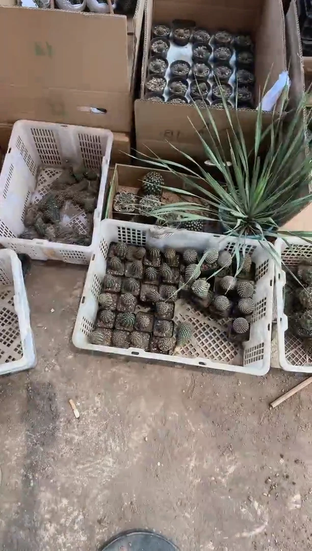 实生单头青花虾13.99