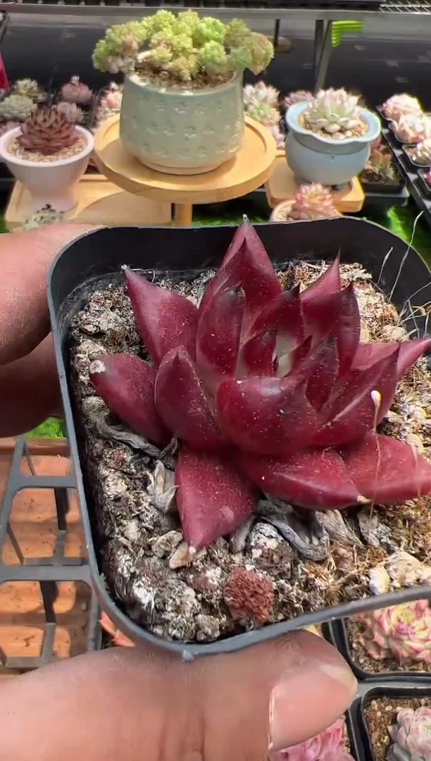 东云多肉园二店-156