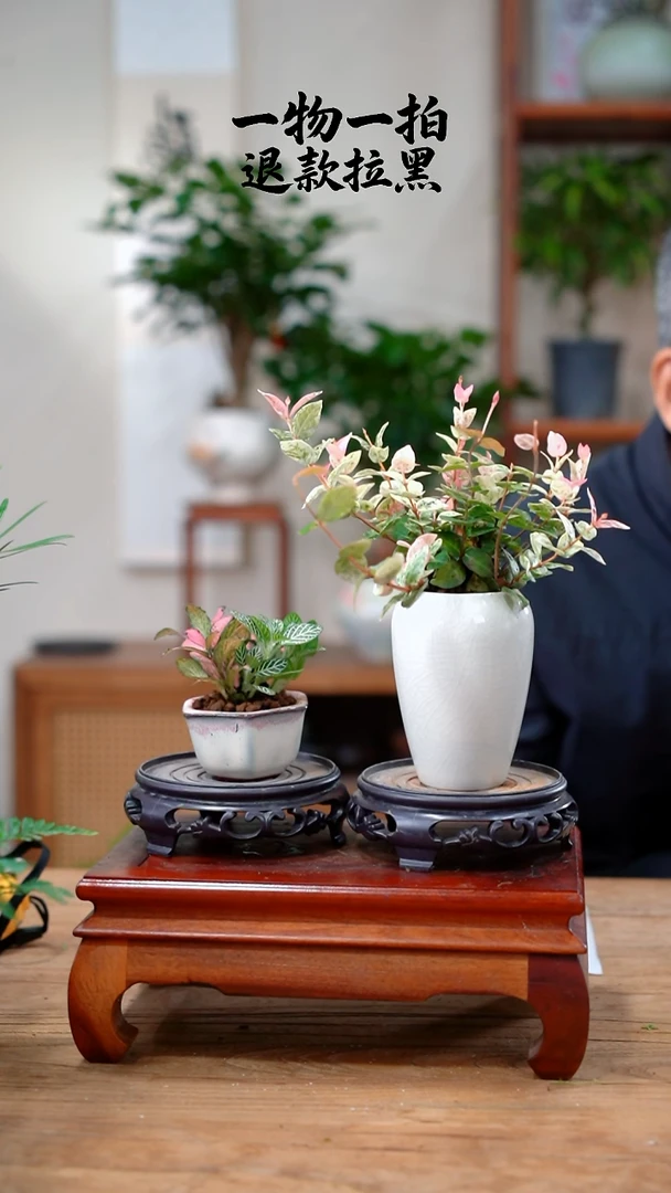 完全开放唐**韵花叶+网纹草33