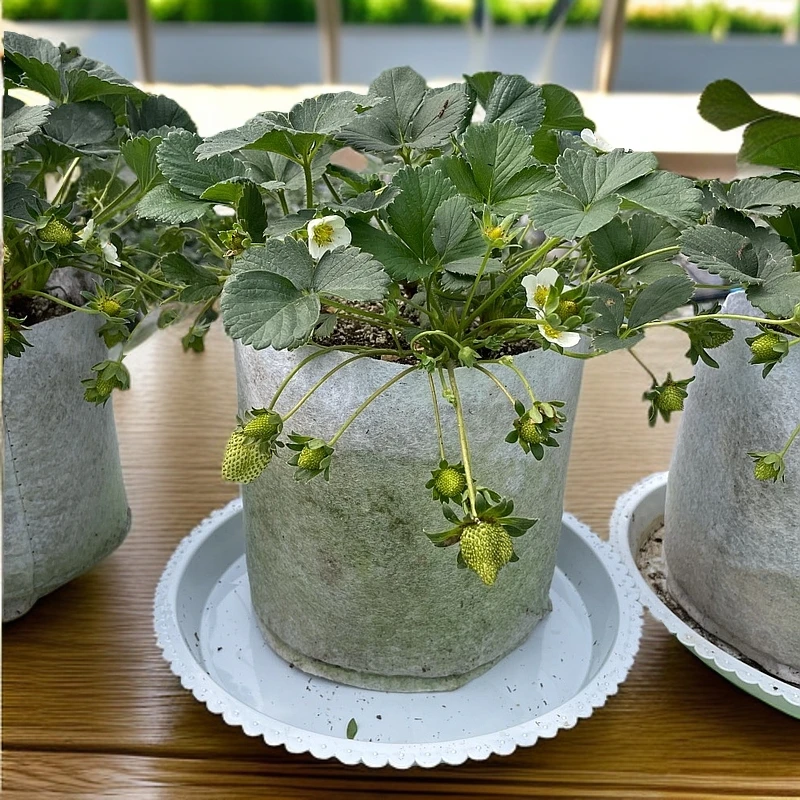 阳台草莓盆栽宁玉草莓苗抗病性强带花带果 原盆原土一物一拍