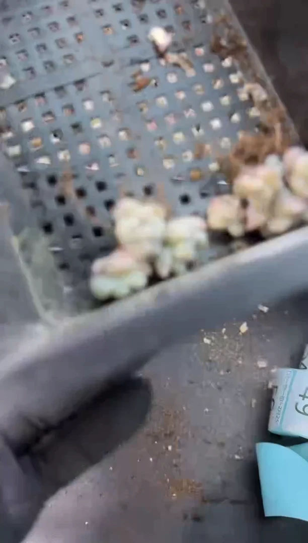 【闪购商品】44号到手1框--江北多肉