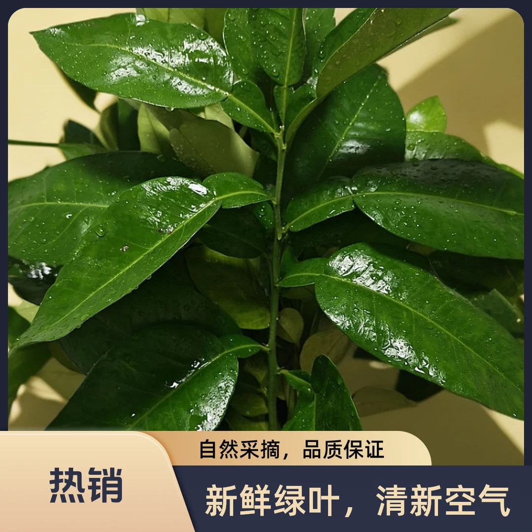 新鲜去晦气柚子叶碌柚叶带枝老树乔迁中秋沐浴出狱洗澡开运中高考