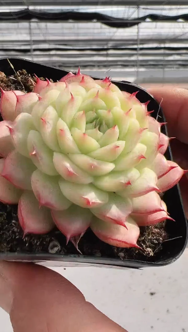 【闪购商品】新款多肉-158