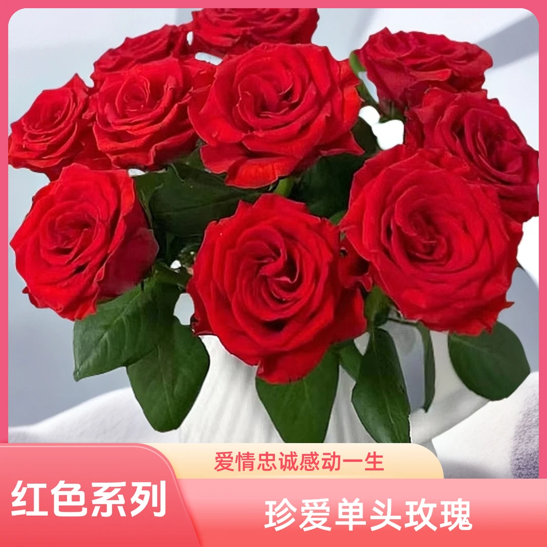 AAA珍爱红玫瑰：值得托付的感情，并将一生珍爱！