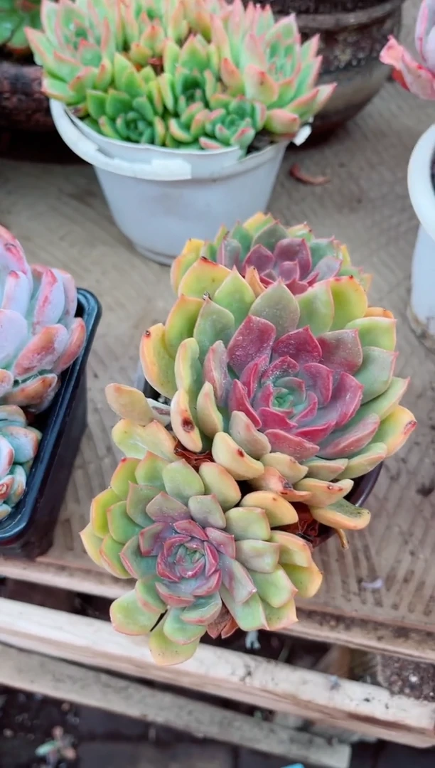 沉*16069多肉植物一物一拍