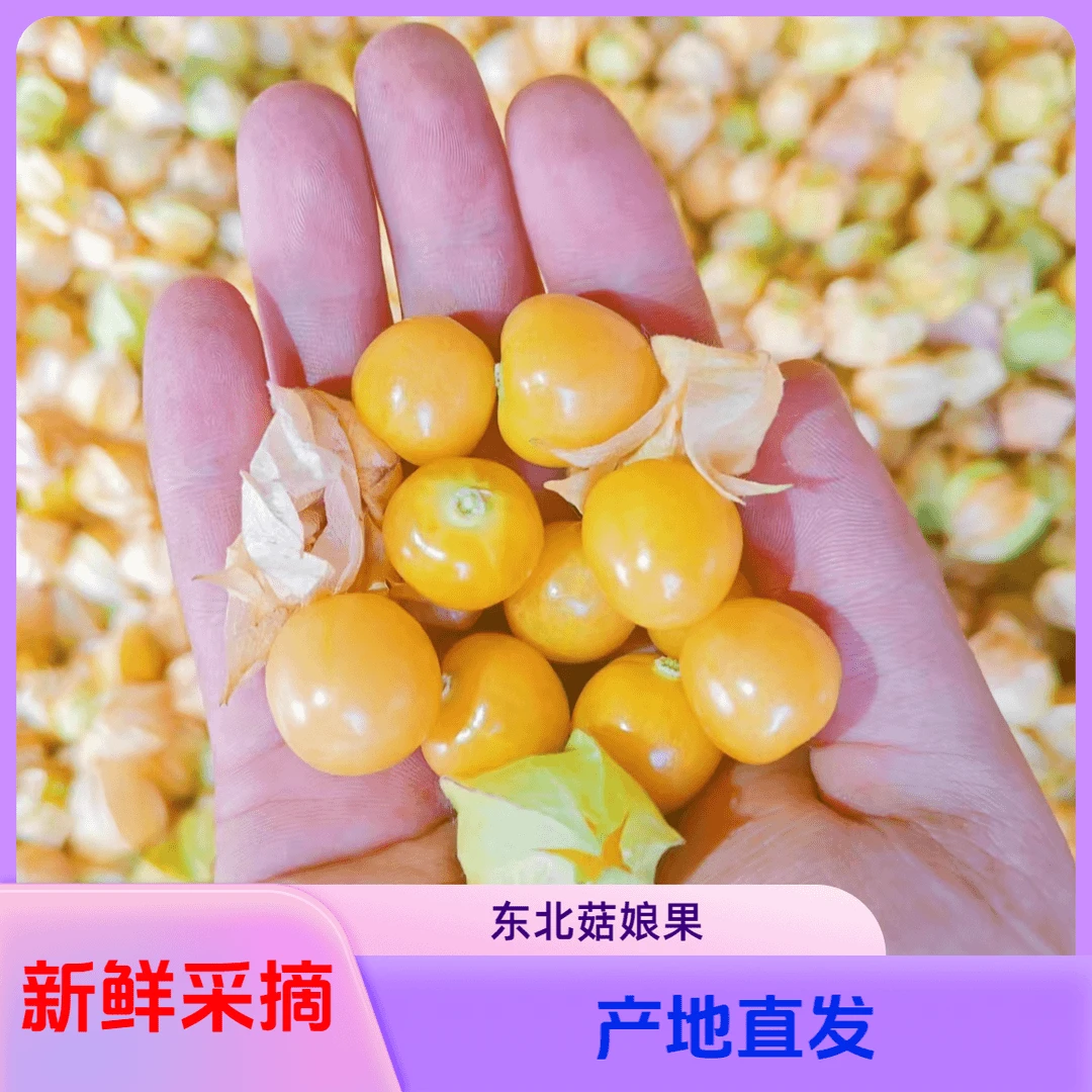 0东北新鲜姑娘果灯笼果清甜多汁当季稀有水果产地直发