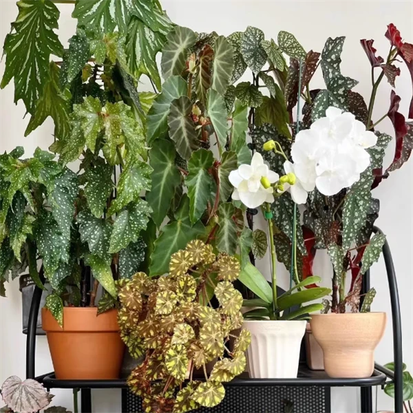 14号【二盆起发】秋海棠盆栽蟆叶竹节室内  彩叶芋海芋海棠水培热植